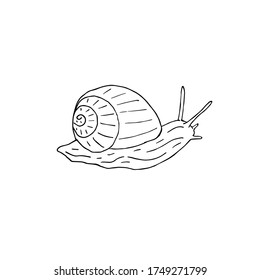Vector hand drawn doodle sketch black snail isolated on white background