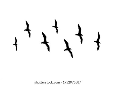 Vector hand drawn doodle sketch flying seagull birds flock silhouette isolated on white background