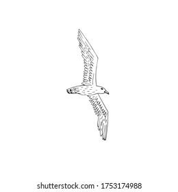 Vector hand drawn doodle sketch flying seagull isolated on white background
