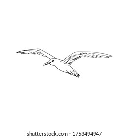 Vector hand drawn doodle sketch flying seagull isolated on white background