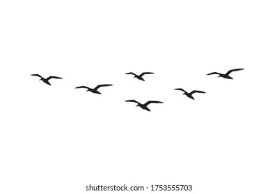 Vector hand drawn doodle sketch flying seagull birds flock silhouette isolated on white background