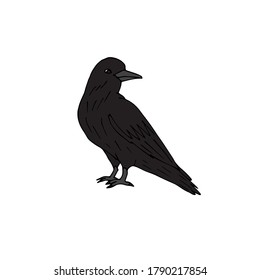 Vector hand drawn doodle sketch colored raven isolated on white background