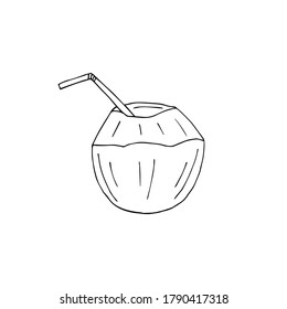 Vector hand drawn doodle sketch young coconut isolated on white background