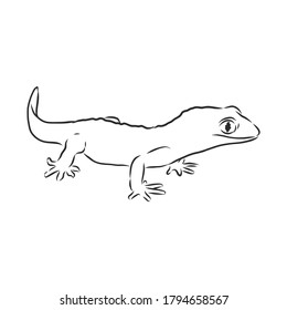 Vector hand drawn doodle sketch gecko lizard isolated on white background. Gecko animal, vector sketch illustration