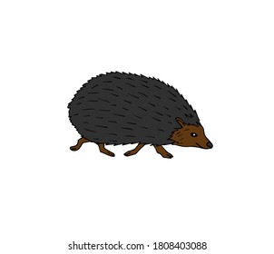 Esbozo de doodle dibujado a mano del vector hedgehog de color aislado en fondo blanco