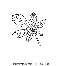 Vector hand drawn doodle sketch chestnut leaf isolated on white background