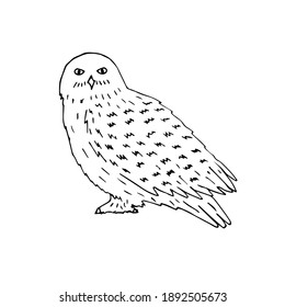 Vector hand drawn doodle sketch white polar snowy owl isolated on white background