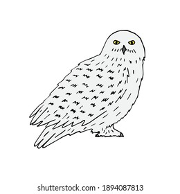 Vector hand drawn doodle sketch colored polar snowy owl isolated on white background