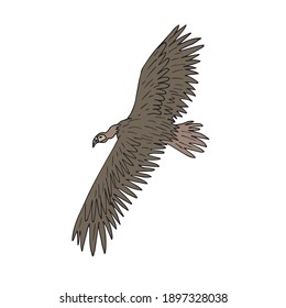 Vector hand drawn doodle sketch colored flying griffon vulture bird isolated on white background