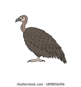 Vector hand drawn doodle sketch colored griffon vulture bird isolated on white background