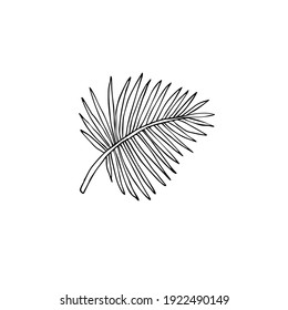 Vector hand drawn doodle sketch palm leaf isolated on white background