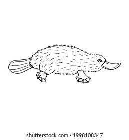 Vector hand drawn doodle sketch Platypus duckbill isolated on white background