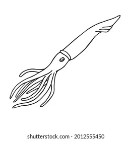 Vector hand drawn doodle sketch squid isolated on white background