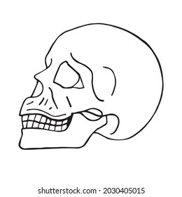Vector hand drawn doodle sketch human skull isolated on white background