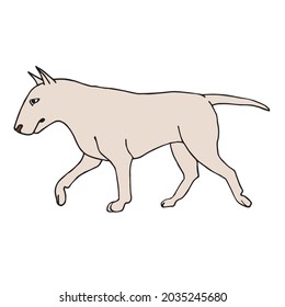 Vector hand drawn doodle sketch colored bull terrier dog isolated on white background