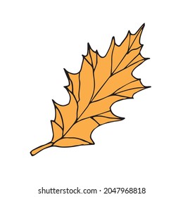 Vector hand drawn doodle sketch autumn leaf isolated on white background