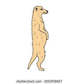 Vector hand drawn doodle sketch colored meerkat isolated on white background