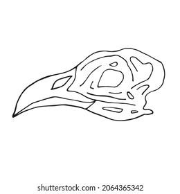 Vector hand drawn doodle sketch bird skull isolated on white background