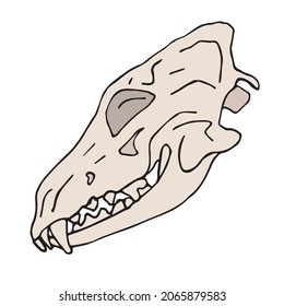 Vector hand drawn doodle sketch colored dog wolf skull isolated on white background