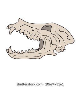 Vector hand drawn doodle sketch colored dog wolf skull isolated on white background