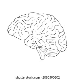 Vector hand drawn doodle sketch brain isolated on white background
