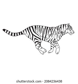 Tigre de dibujo del doodle dibujado a mano del vector aislado en fondo blanco