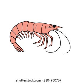 Vector hand drawn doodle sketch colored shrimp isolated on white background