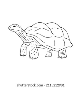 Vector hand drawn doodle sketch turtle isolated on white background