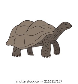 Vector hand drawn doodle sketch colored turtle isolated on white background