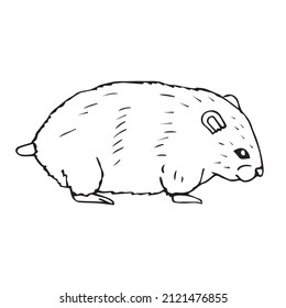 Vector hand drawn doodle sketch hamster isolated on white background