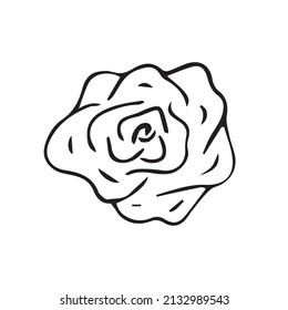 Vector hand drawn doodle sketch rose flower isolated on white background
