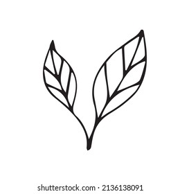 Hojas de dibujo del doodle dibujadas a mano del vector aisladas en fondo blanco