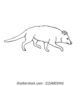 Vector hand drawn doodle sketch opossum isolated on white background