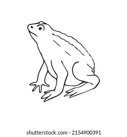 Vector hand drawn doodle sketch frog isolated on white background