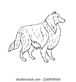 Vector hand drawn doodle sketch collie dog isolated on white background