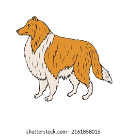 Vector hand drawn doodle sketch colored collie dog isolated on white background