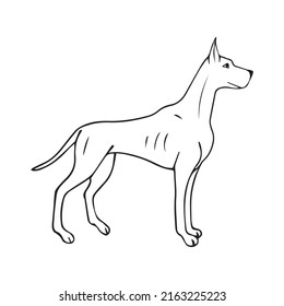 Vector hand drawn doodle sketch great dane dog isolated on white background