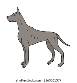 Vector hand drawn doodle sketch colored great dane dog isolated on white background