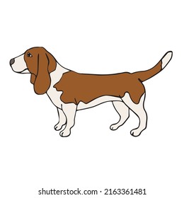 Vector hand drawn doodle sketch colored basset hound dog isolated on white background