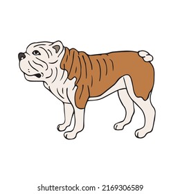 Dibujo de doodles dibujado a mano del vector perro bulldog norteamericano aislado en fondo blanco