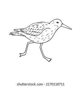 Vector hand drawn doodle sketch sandpiper bird isolated on white background