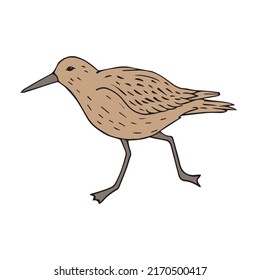 Vector hand drawn doodle sketch colored sandpiper bird isolated on white background