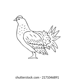 Vector hand drawn doodle sketch grouse bird isolated on white background