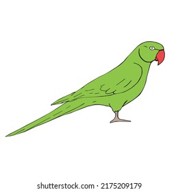 Esbozo de doodle dibujado a mano del vector loro de cuello de anillo indio aislado en fondo blanco
