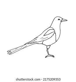 handgezeichnet gezeichneter Doodle-Skizze-Magie-Vogel, einzeln auf weißem Hintergrund