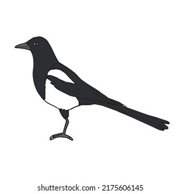 Vector hand drawn doodle sketch colored magpie bird isolated on white background
