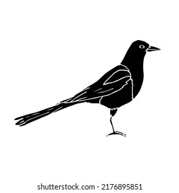 Vector hand drawn doodle sketch black magpie bird isolated on white background