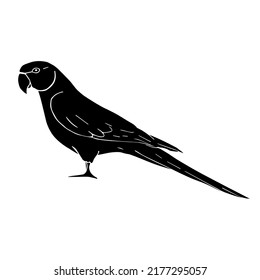 Vector hand drawn doodle sketch black Indian ringneck parrot isolated on white background