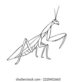 Vector hand drawn doodle sketch mantis isolated on white background