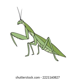 handgezeichnet gezeichnete, doodle Skizze bunte Mantis einzeln auf weißem Hintergrund